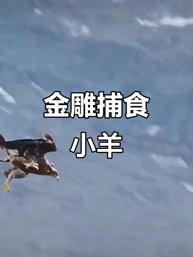 川蜀金雕队对阵粤西雷霆队，棒球大师赛惊险晋级，内线统治篮板——赛季拐点或已出现的简单介绍